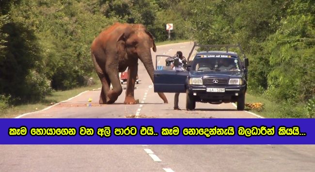 Wild Elephants Come to the Road in Search of Food - කෑම හොයාගෙන වන අලි පාරට එයි.. කෑම නොදෙන්නැයි බලධාරීන් කියයි...
