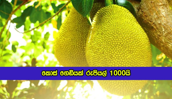 A Jackfruit Price is Thousand Rupees - කොස් ගෙඩියක් රුපියල් 1000යි