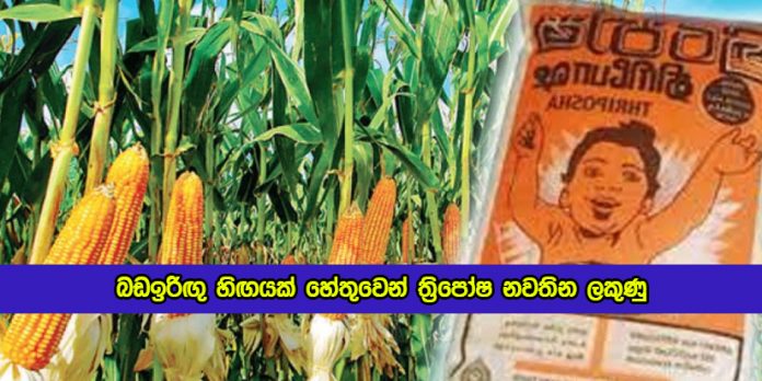 Signs that Thriposha will Stop due to a Shortage of Maize - බඩඉරිඟු හිඟයක් හේතුවෙන් ත්‍රිපෝෂ නවතින ලකුණු