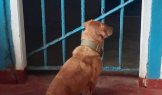 Dog in Bulathsinhala Police Station - ස්වාමියා සොයා පොලිස් සිර මැදිරියට ආ බිංදු