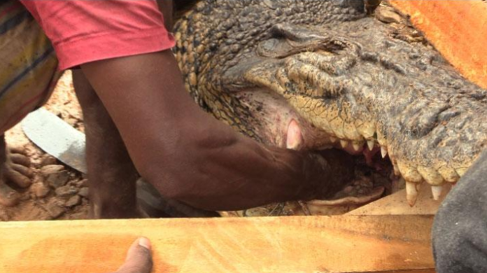 Crocodile Mouth - කිඹුලකුගේ කටට අත දැමූ තරුණයා