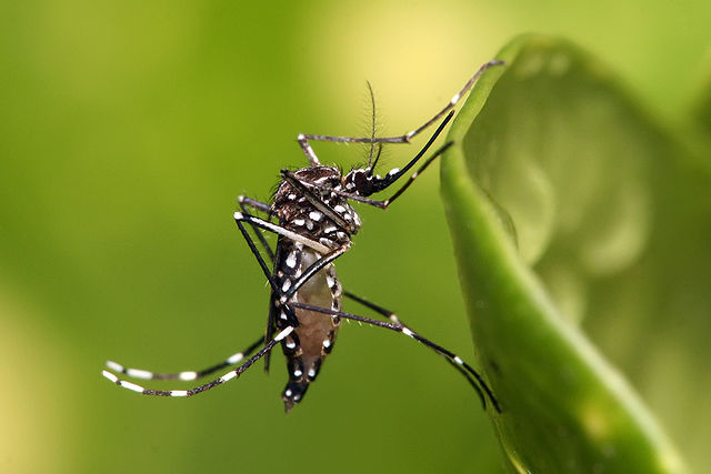 ඩෙංගු වසංගත තත්ත්වය