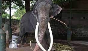 මුතු රාජා
